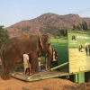 53년간 서커스 동원된 코끼리, 마침내 자유 얻다