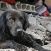 에콰도르 대지진에 반려동물 수천 마리 고아 신세