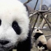 [사이언스+] 판다의 모든 것…천하의 게으름뱅이가 된 속사정