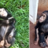 처음으로 자유 맛본 아기 침팬지, 햇빛에 배시시 웃음