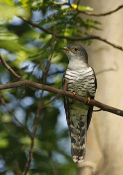 정념에 사로잡힘을 안타까워하는, 스님의 환생처럼 보이는가.