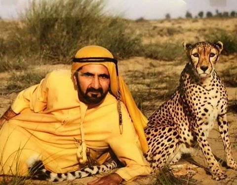 두바이 군주 셰이크 모하마드 빈라시드 알막툼이 개인 동물원에서 치타와 포즈를 취하고 있다. (사진=셰이크 함단 왕세자 페이스북)