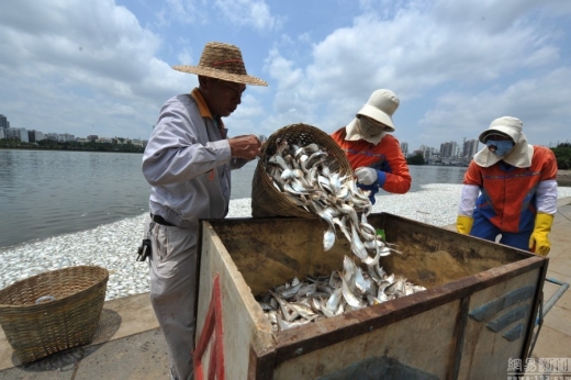 홍청후 주변 어민들이 물고기 사체를 치우고 있다.