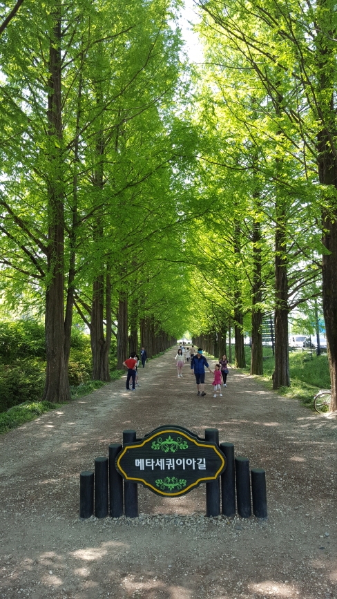 메타세쿼이아 길. 이제 이 길은 입장료를 받고 있어 한갓진 조용한 길이 되었다.