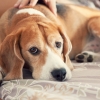 반려견을 힘들게 하는 당신의 습관 7가지