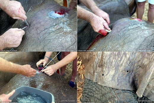 수의사가 코끼리 몸에서 총알을 제거한 뒤 치료를 하고 있다.
