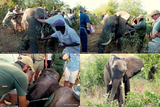 수의사와 자원 봉사자들은 벤의 상처를 치료하고 소독을 한 뒤 완전히 회복할 때까지 보호할 계획이다.