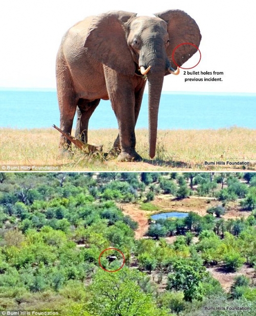 또한 전문가들은 벤의 머리 윗부분에 위치 추적 장치를 부착해 이동 경로를 관찰하고 앞으로 지속해서 지원할 방침이다.