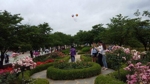 장미를 배경으로 사진을 찍는 청춘들. 매년 곡성세계장미축제가 5월 말까지 열린다. 그러나 지금도 장미의 향내는 기차마을 그득히 남아있다.