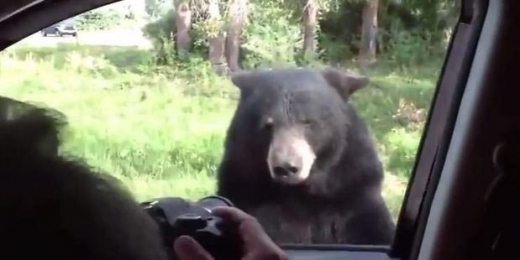흑곰이 차안에서 자신을 찍는 남자를 물끄러미 바라보고 있다. 그리고 이 장면 직후 자동차 문을 벌컥 열었다.