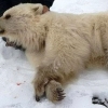 새하얀 털 가진 희귀 회색곰, 캐나다서 발견
