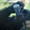 인간처럼 술취해 ‘해롱해롱’…야생 침팬지도 음주 즐긴다