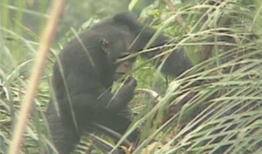 나뭇잎 이용해 야자주 마시는 침팬지