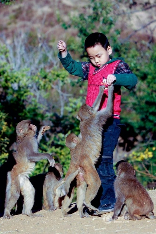 원숭이가 관광자원이 되며 부를 약속해주던 시절의 모습. 원숭이와 어울려 노는 아이의 표정에서 불과 몇 년 뒤 닥칠 재앙과 같은 사태를 찾기란 어렵다.