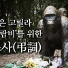 [카드뉴스] 고릴라 ‘하람비’를 위한 조사(弔詞)