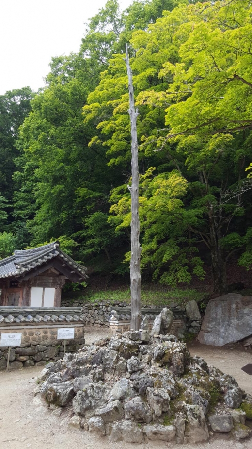 보조국사 지눌이 심은 고향수라고 불리는 막대기. 지눌 스님 입적하자 말라 죽었다는 일화를 지닌 향나무 지팡이라고 알려져 있다.