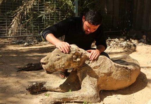 가자지구 동물원에서 죽은채 방치된 동물