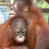 ‘심각한 멸종위기종’ 된 오랑우탄…야생상태 멸종 전단계