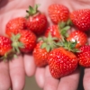 딸기의 제철은 여름? 겨울?…시력보호, 암예방 필요할 때!