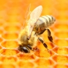 [와우! 과학] 꿀벌, 찜통더위 이기는 ‘에어컨 기술’ 있다