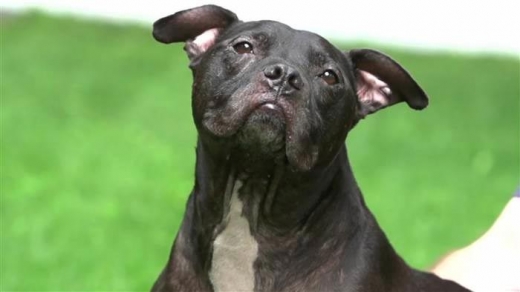 의젓하면서도 사람, 동물에게 모두 상냥한 핏불 체리.(사진=박포스트 제공)