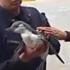 [여기는 남미] 고속도로 무단횡단 하다 ‘체포’된 펭귄