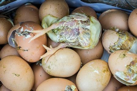 어미닭이 품지도 않은 계란에서 병아리가 나오고 있다.