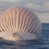 해상에 뜬 외계 거대 풍선?...알고보니 고래 사체