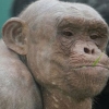 털 없는 희귀 ‘탈모증’ 침팬지 세상 떠나…애도 물결