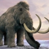 [와우! 과학] “마지막 매머드는 5600년 전 ‘갈증’으로 멸종했다”