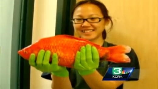 미국에서는 몸길이 약 45cm에 달하는 금붕어가 잡히기도 했다.