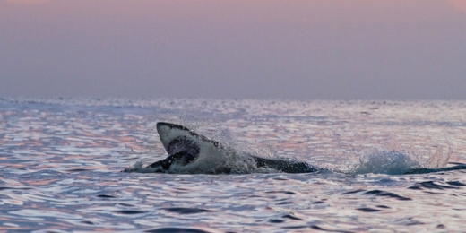 사투를 벌였지만 물개는 결국 백상아리의 먹잇감이 되고 말았다. (사진=더선/케이터뉴스)