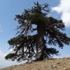 유럽대륙 1075살 최장수 나무 발견…한국은 1400살