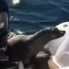 ‘도와주세요’ 범고래에 쫓겨 보트 위 오른 물개(영상)