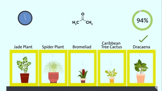 드라세나는 아세톤의 94%를 제거하는 가장 큰 효과를 보였다.