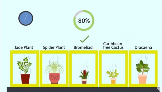 종합적으로 봤을 때 브로멜리아드가 VOC 8종 중 6종의 80%를 제거해 가장 큰 효과를 보였다.
