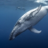 혹등고래, 미국서만 멸종위기종 제외된 이유는?