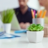 “사무실에 좋아하는 화초 두면 생산성 20% ↑”(연구)