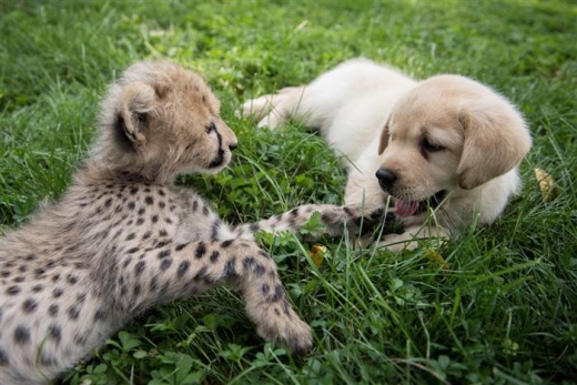친구야, 바라보고만 있어도 좋아~(사진=콜럼버스 동물원&수족관)