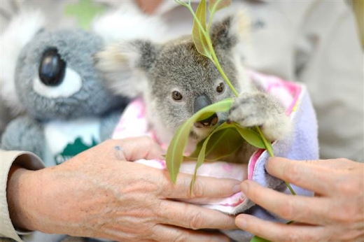 나뭇잎을 먹을 때도 마찬가지로 코알라 인형과 함께했다. (사진=호주동물원)