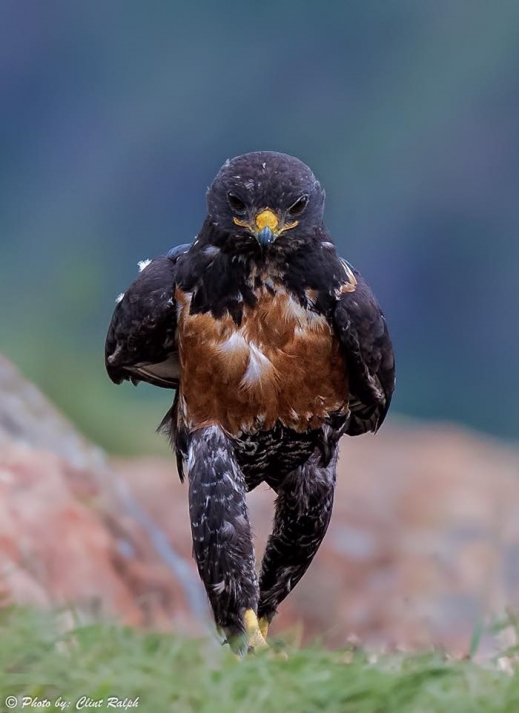 Clint Ralph Photography / Facebook