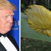 트럼프 머리 스타일은 아마존 벌레에서 따왔다?