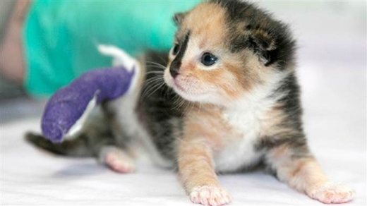 새끼 고양이 소피아가 갓 입양된 직후의 모습. 오른쪽 뒷다리가 잘려나간 상태였다.(사진=캐롤린 스미스)