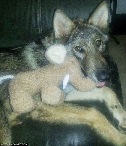 이 사진만 봐도 네오는 얼핏 개처럼 보이기도 한다. (사진=울프커넥션)