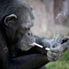 ‘겉담배’ 피우는 평양동물원 침팬지…어떻게 배웠을까