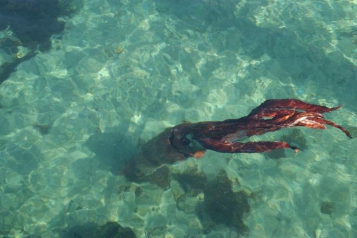 대왕오징어가 얕은 바닷물 속에서 헤엄치고 있다. (사진=에페)