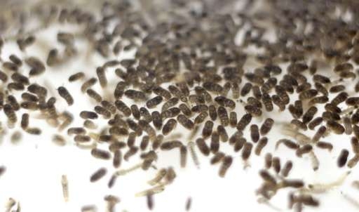 유전자 조작 모기 유충 OX513A