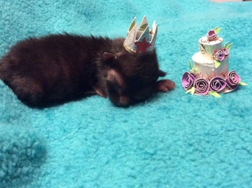 윈프레드는 너무 작게 태어나 어미가 육아를 포기했다.