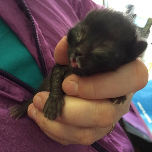 윈프레드는 너무 작게 태어나 젖병이 아닌 튜브로 영양분을 공급받았다.