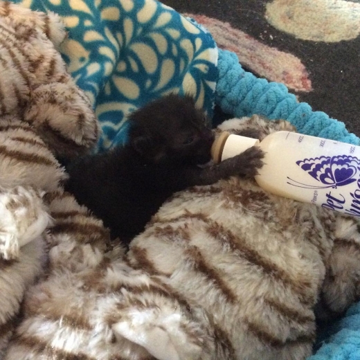 무럭무럭 자란 윈프레드는 이제 젖병을 물 수 있다.